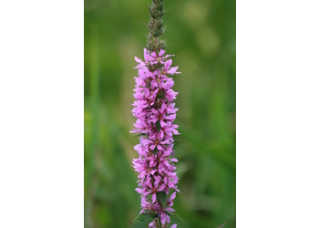 Gewöhnliche Blutweiderich (Lythrum salicaria) - © Emanuel Trummer